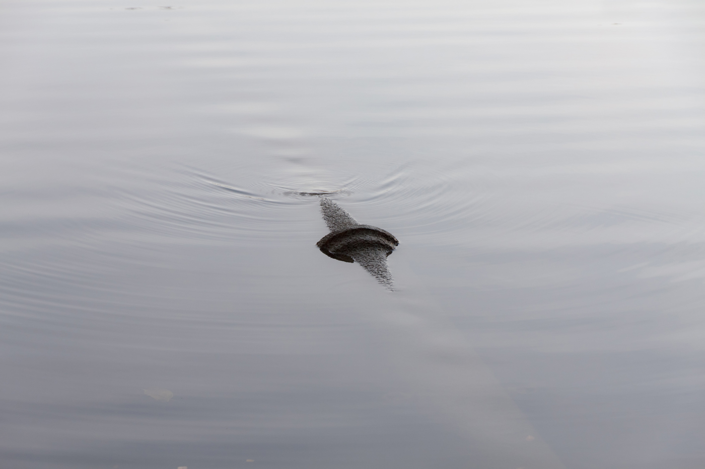 Нестандартный Петергоф - 15