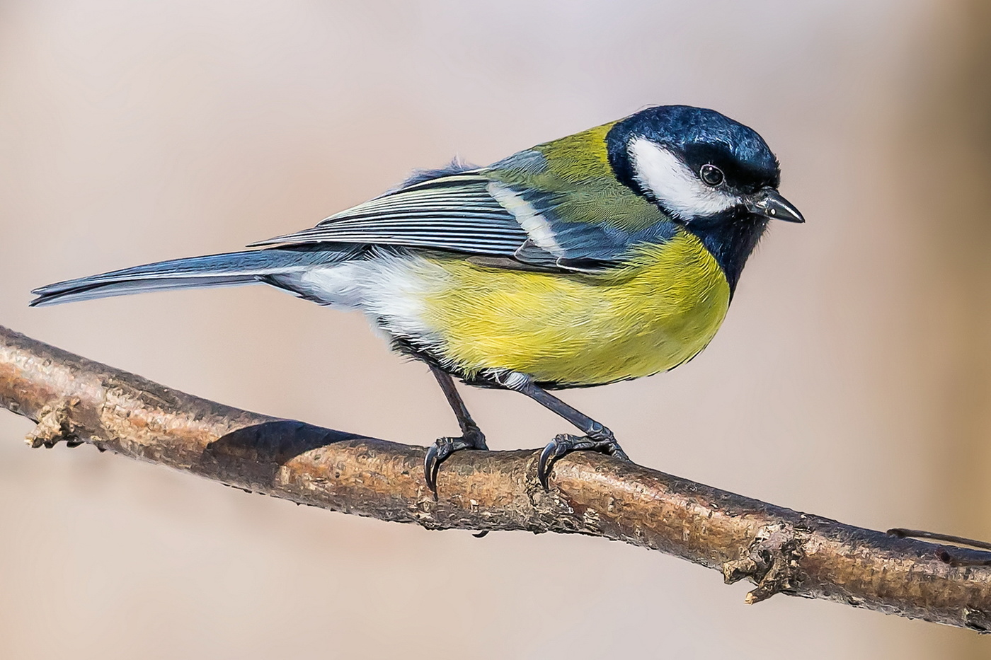 Голубые береты!