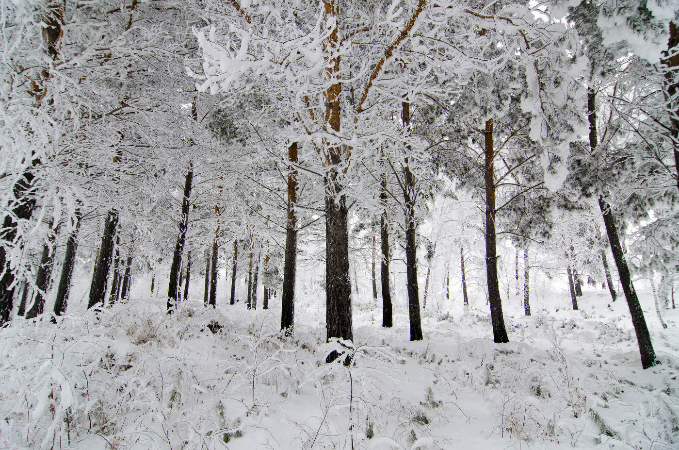 Заснеженный лес