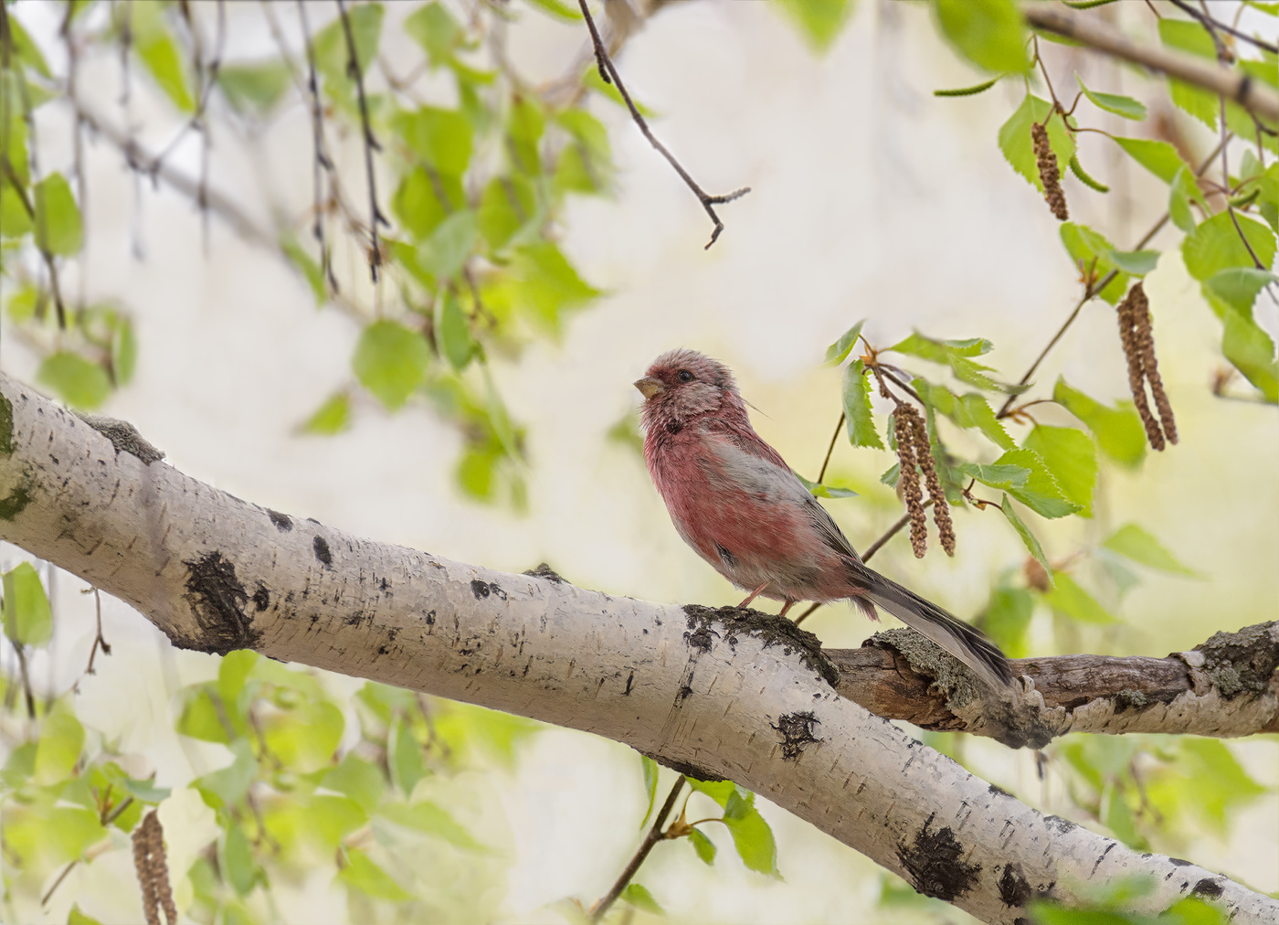 урагус весной..