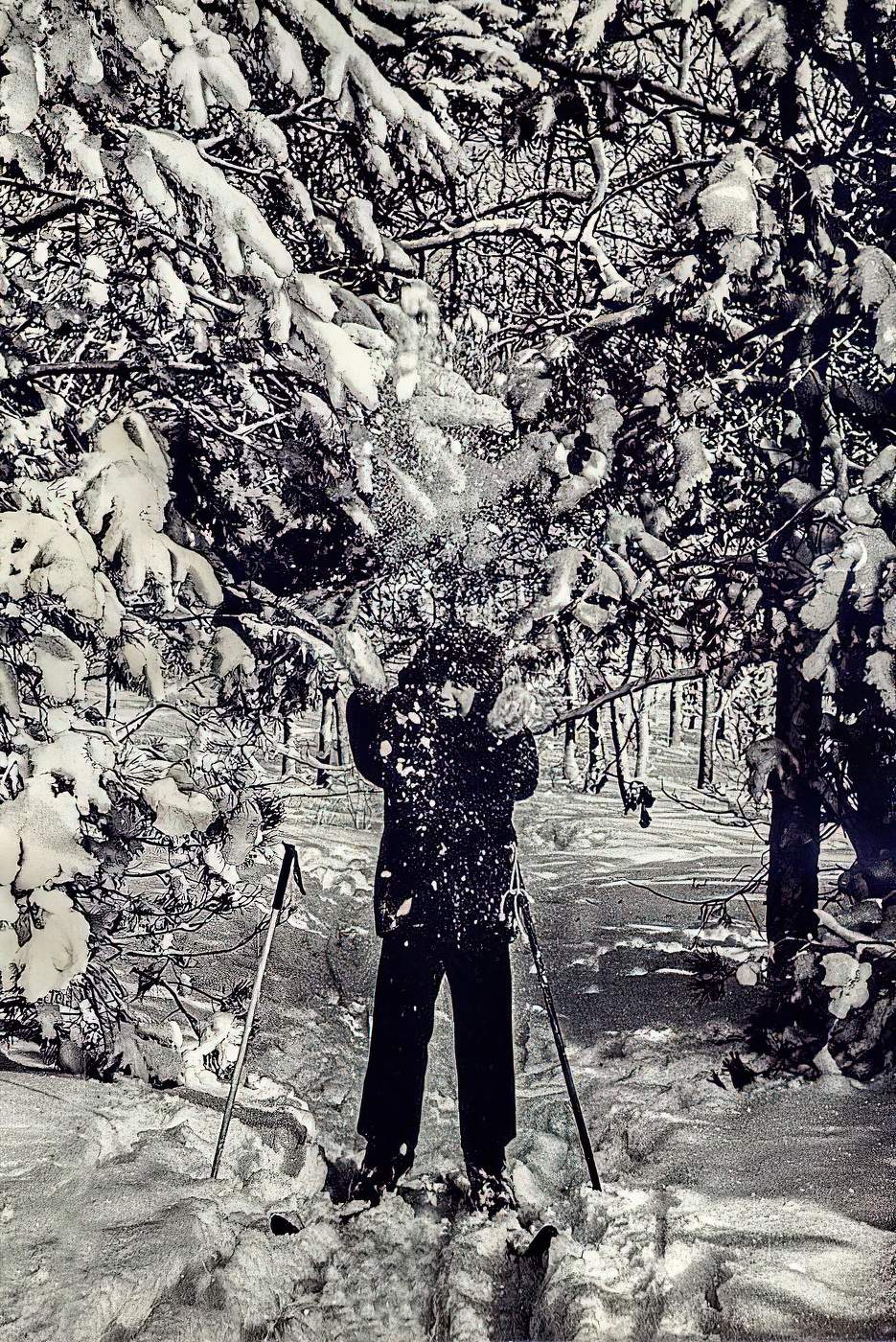 **Лесная рапсодия