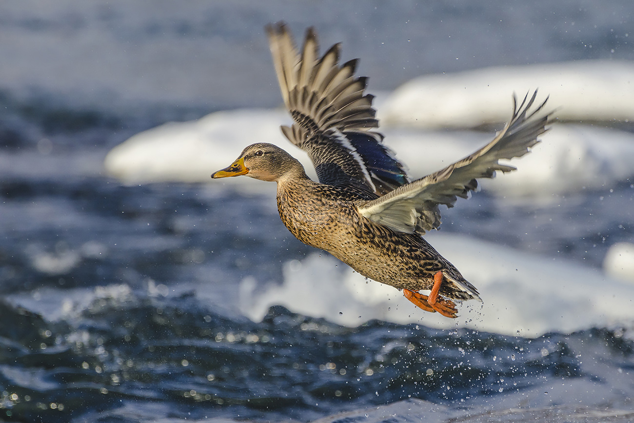 Из тех, кто остался