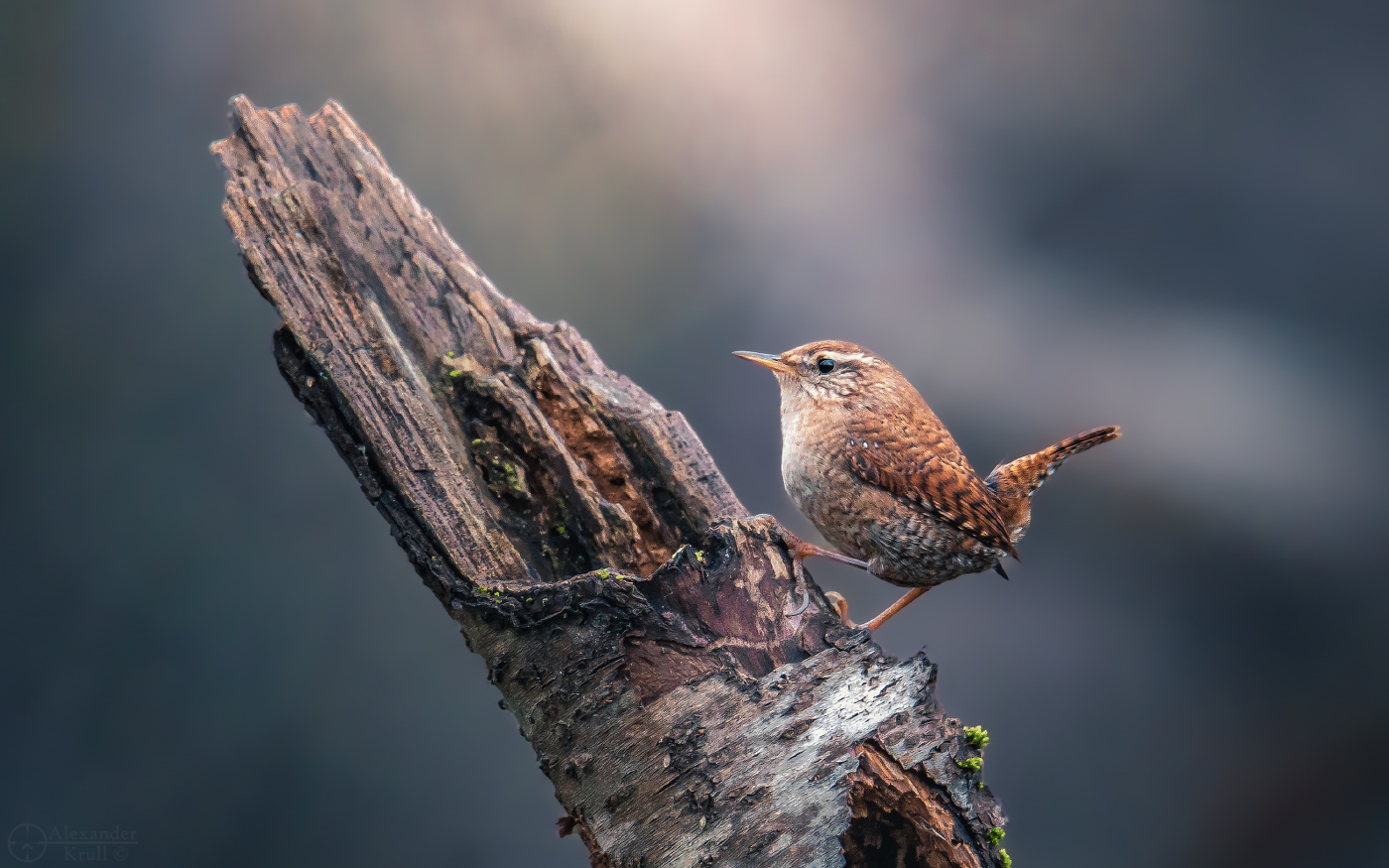 Подкоренник