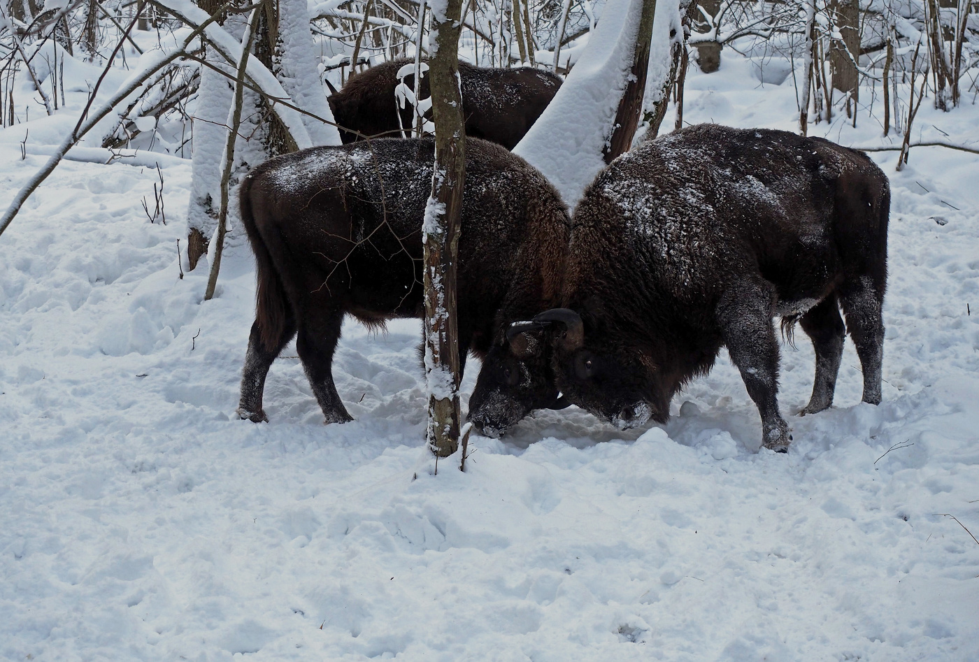 Выяснение отношений.