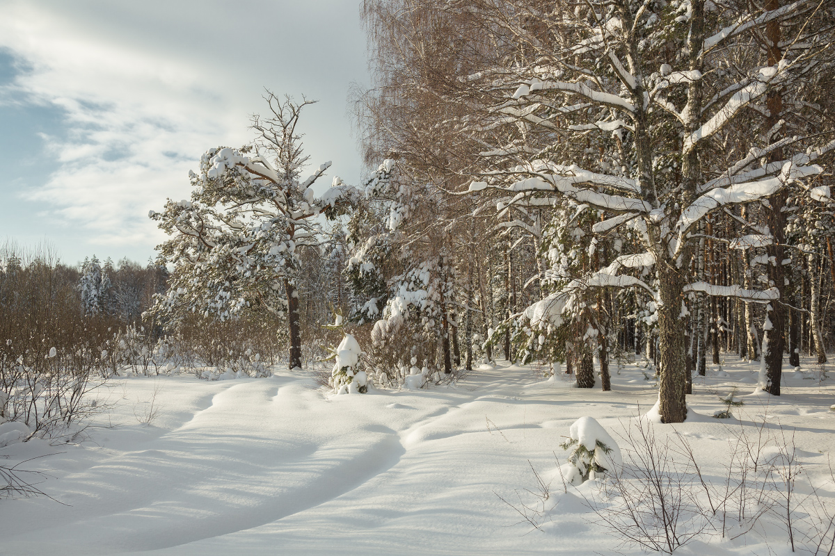 На опушке леса