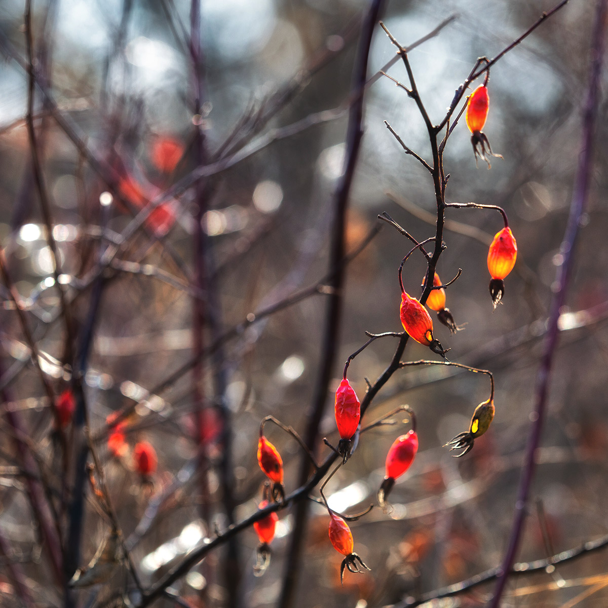 Солнечный день в ноябре
