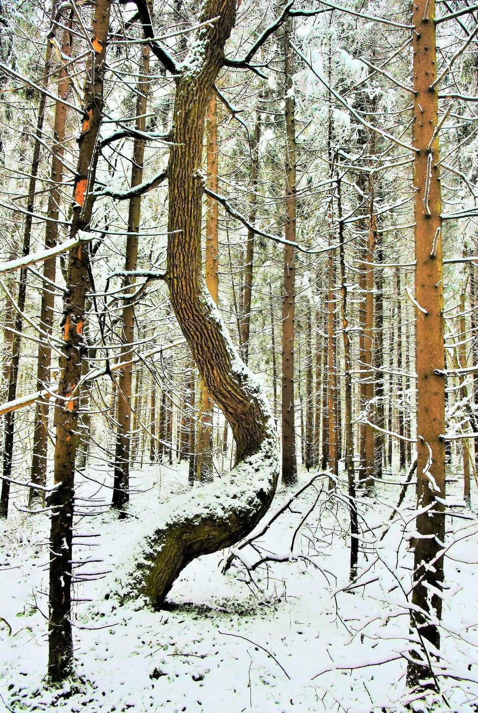 "Там сходит дерево с ума, не знаю почему ..."