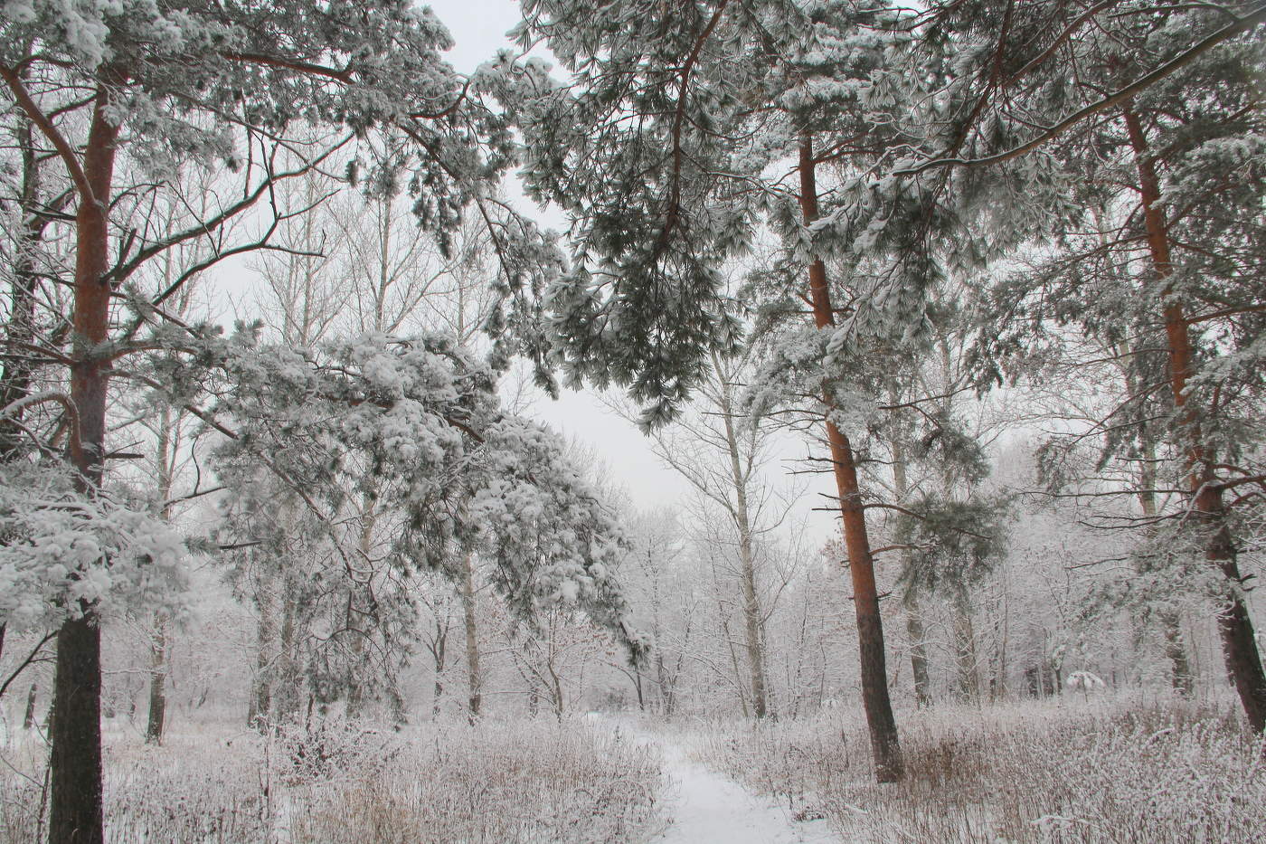 Зимой в парке.