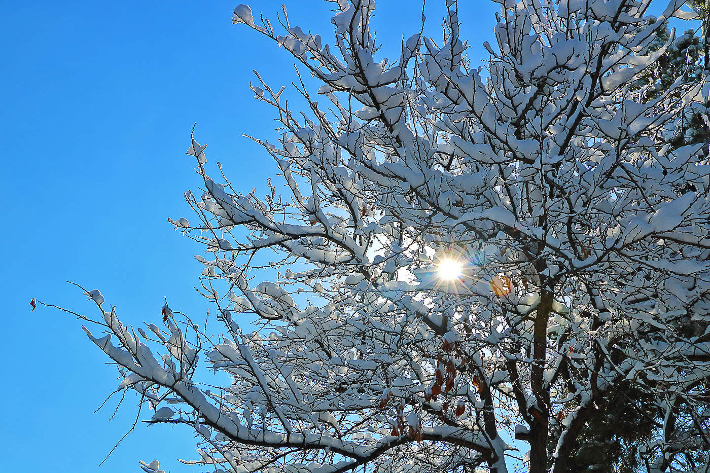 Мороз и солнце - день чудесный...
