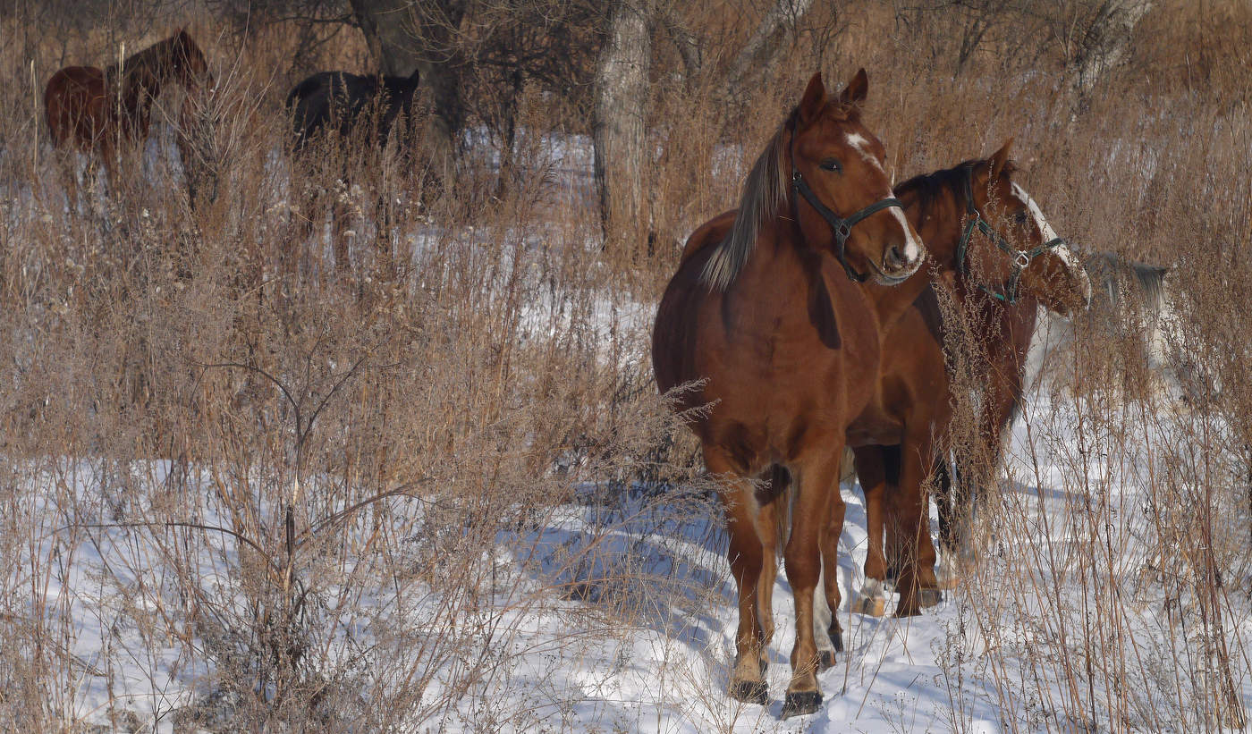 Ушки на макушке.