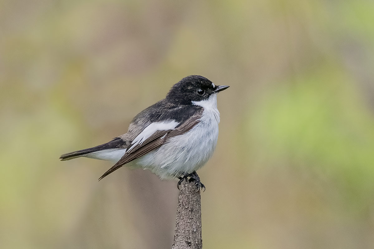 Мухоло́вка.