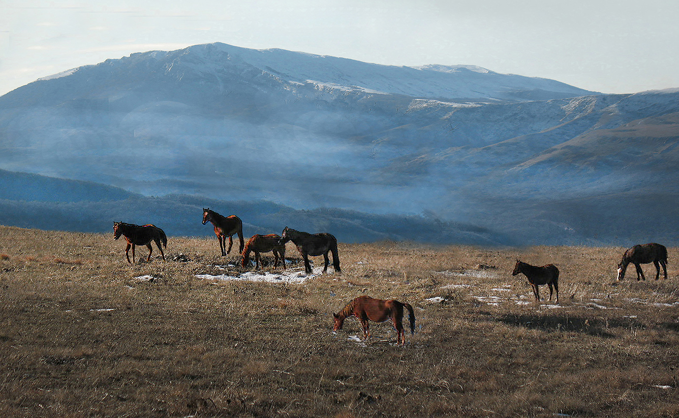 Зимний выпас