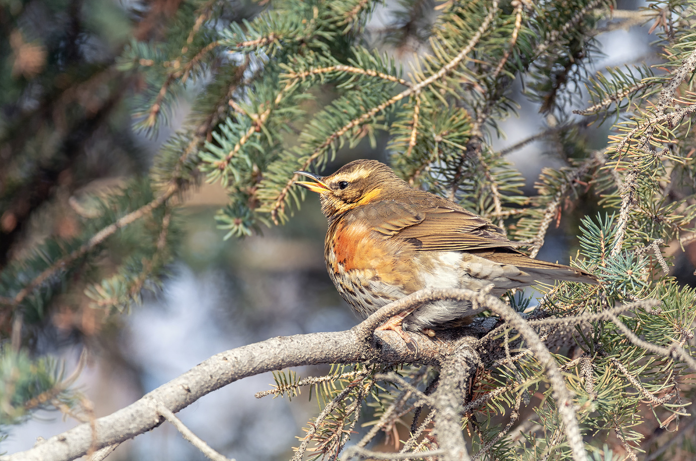 белобровик..