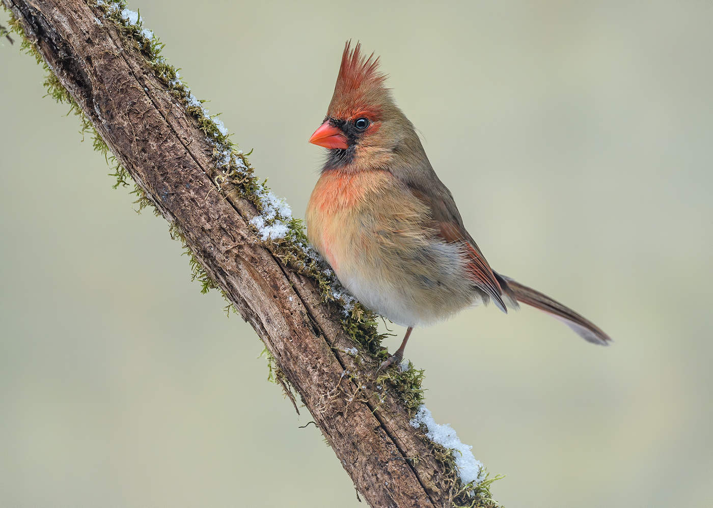 Northern cardinal (female)