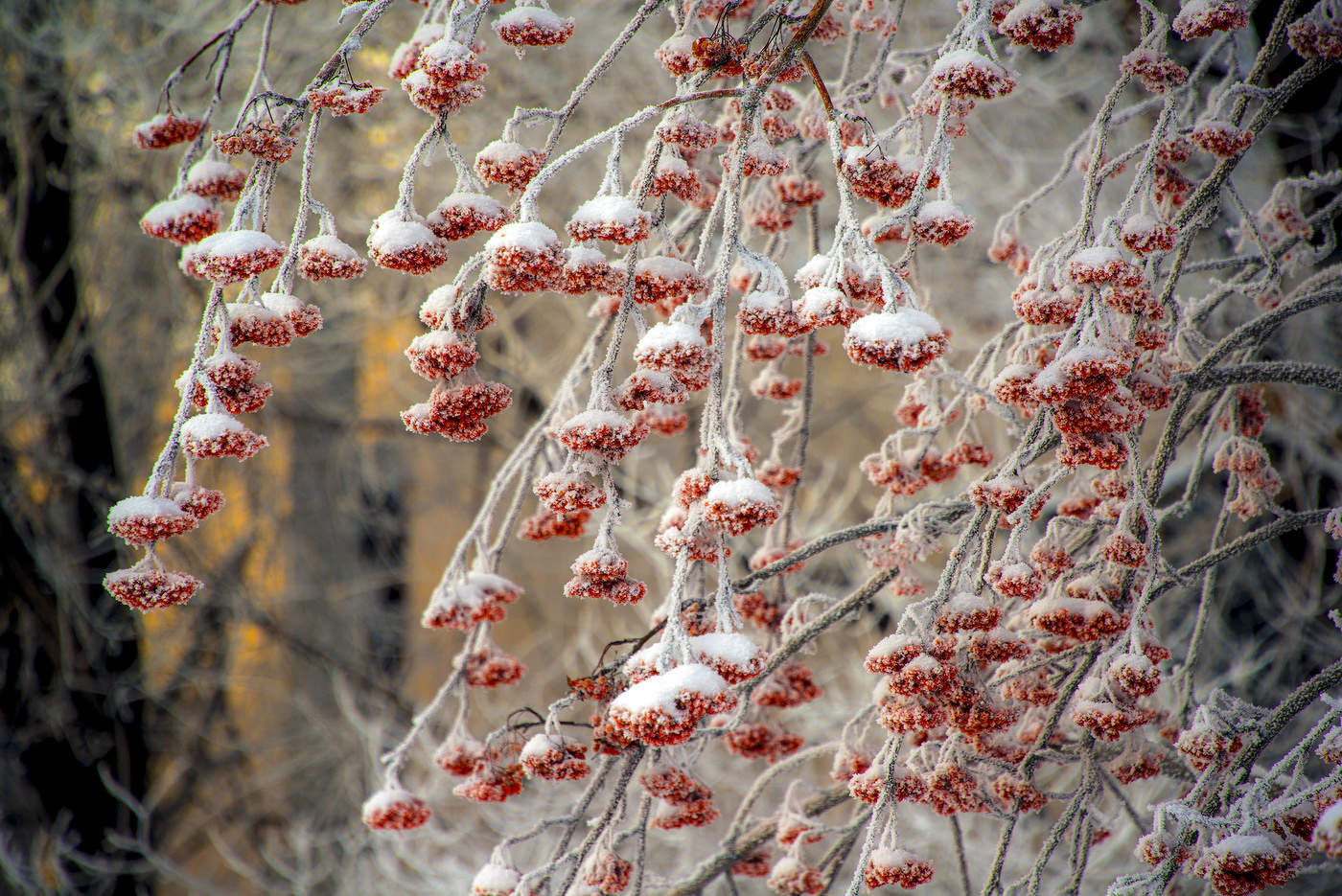 Январская рябина