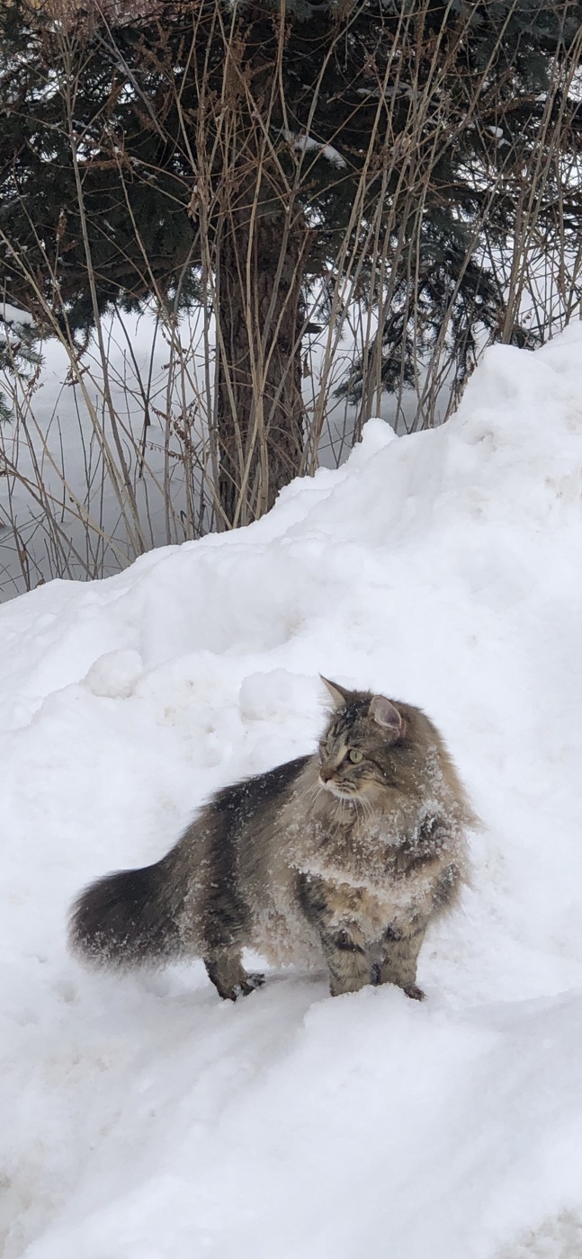 Зимняя охота