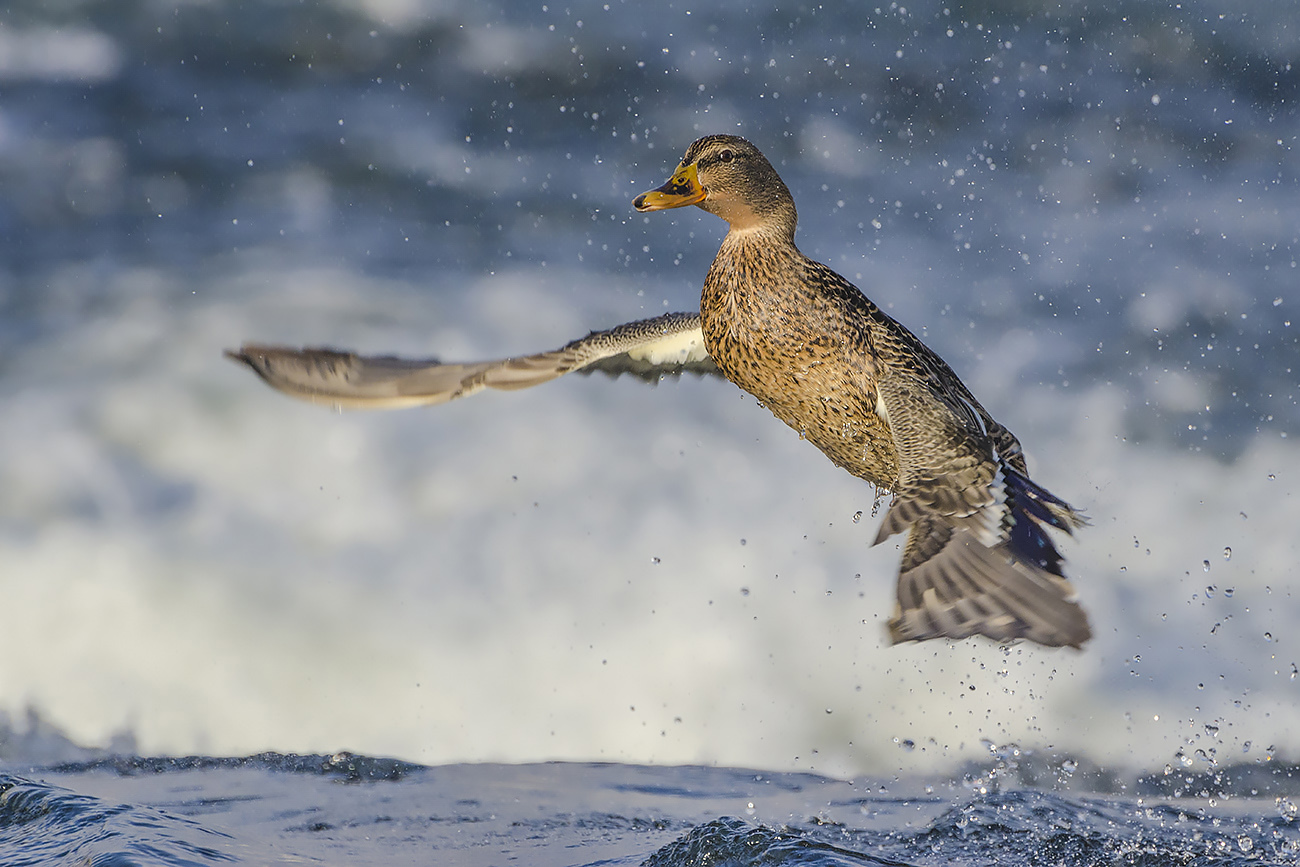 Над перекатом