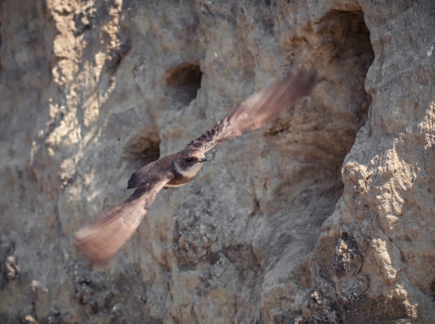 береговушка..