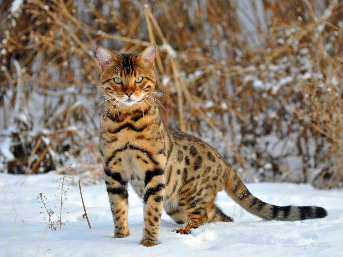 Миасский хищник. "Классический" портрет