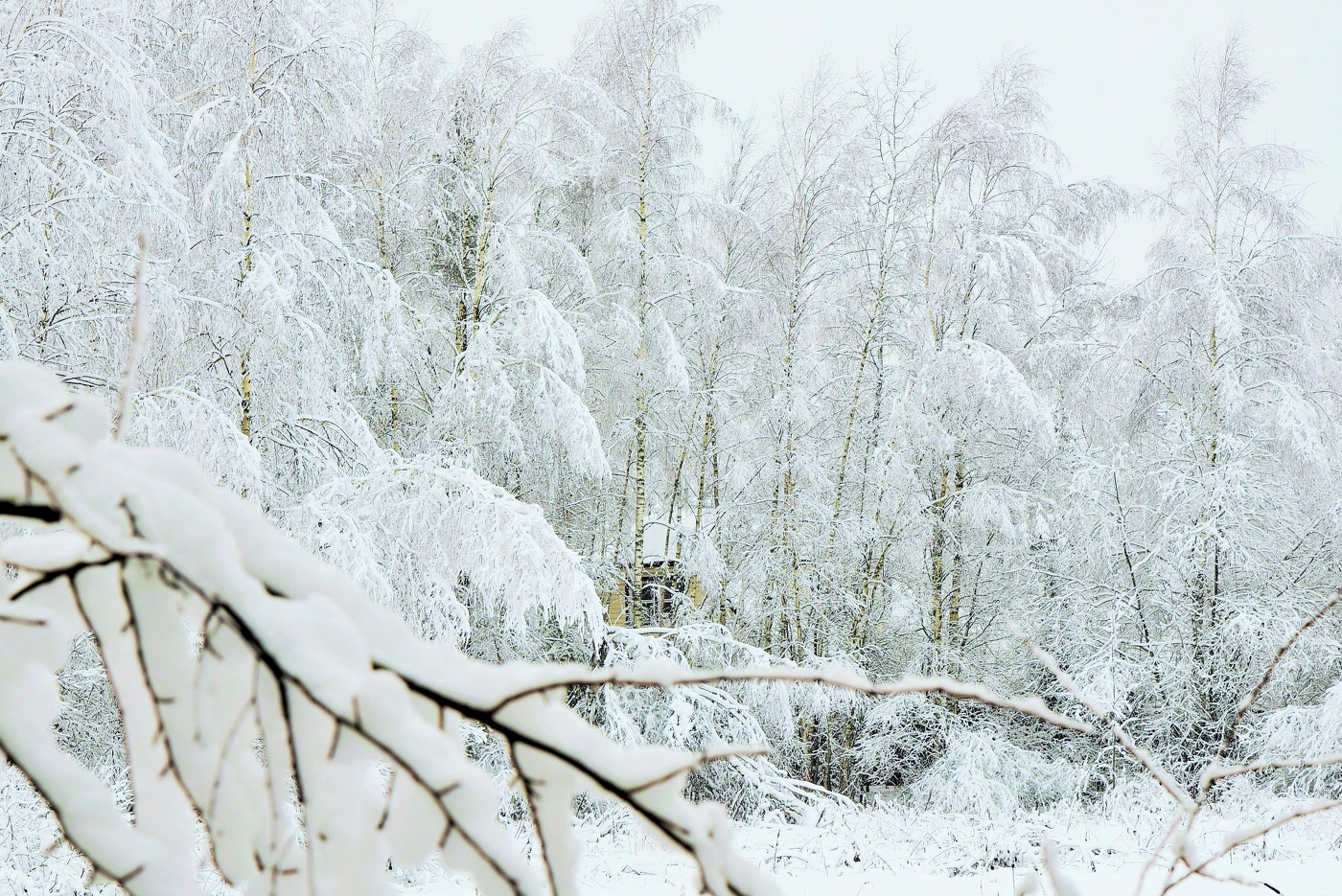 "Фея Зима замерла на пороге ..."