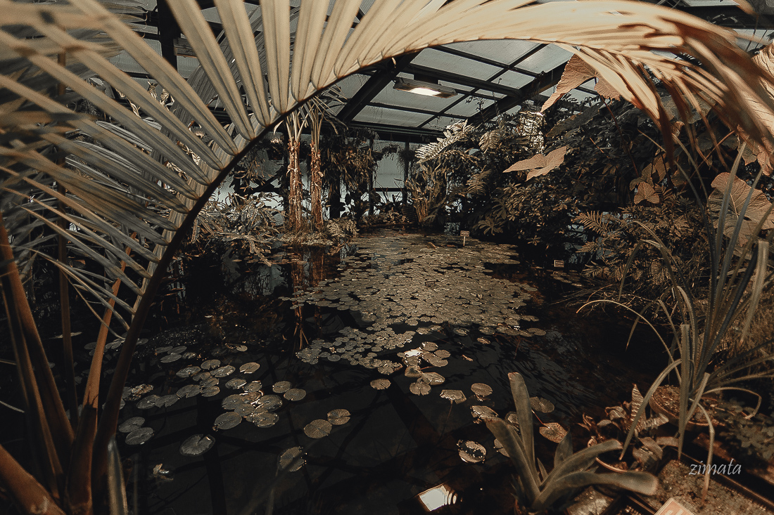 аптекарский огород-2