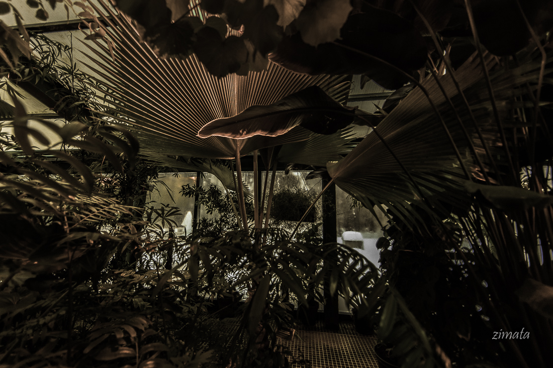 оранжерея Аптекарского огорода-3