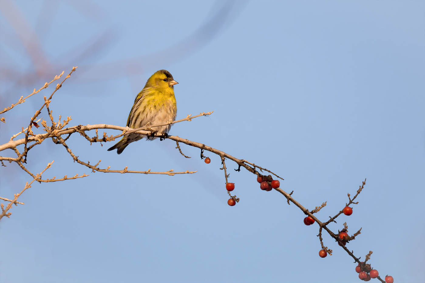 чижик на красной облепихе..
