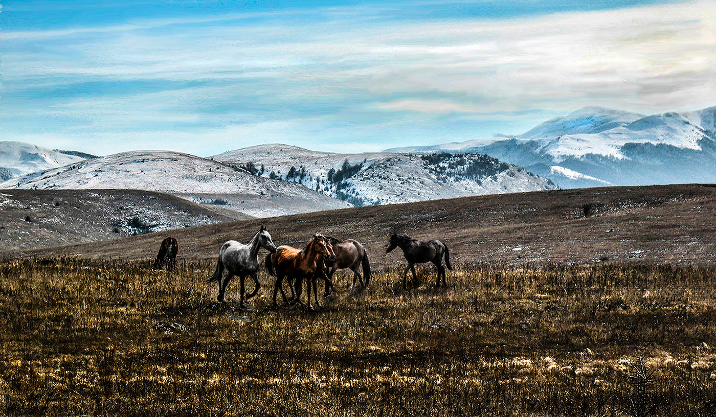 Снежные дали