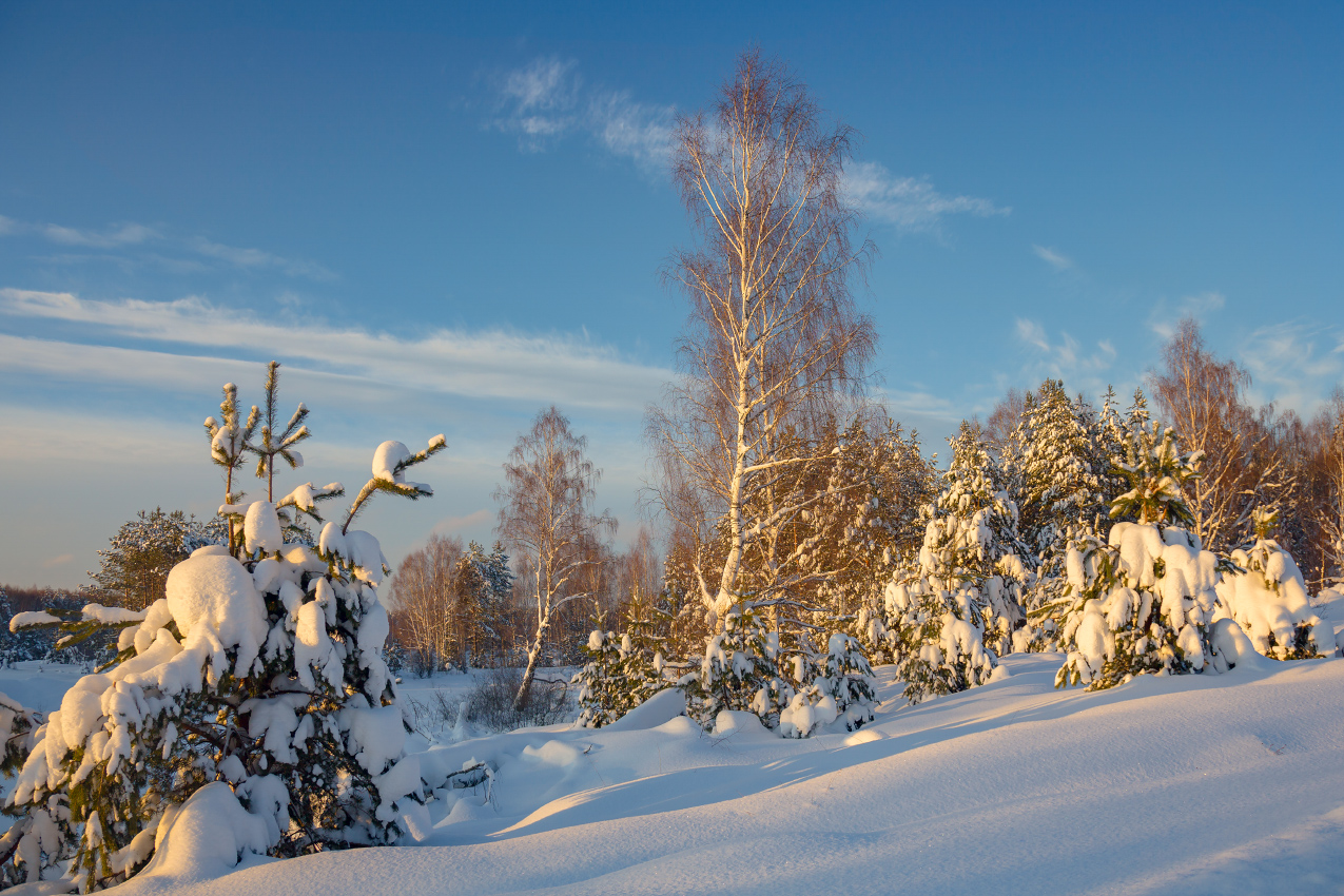 В вечернем свете. Комары.