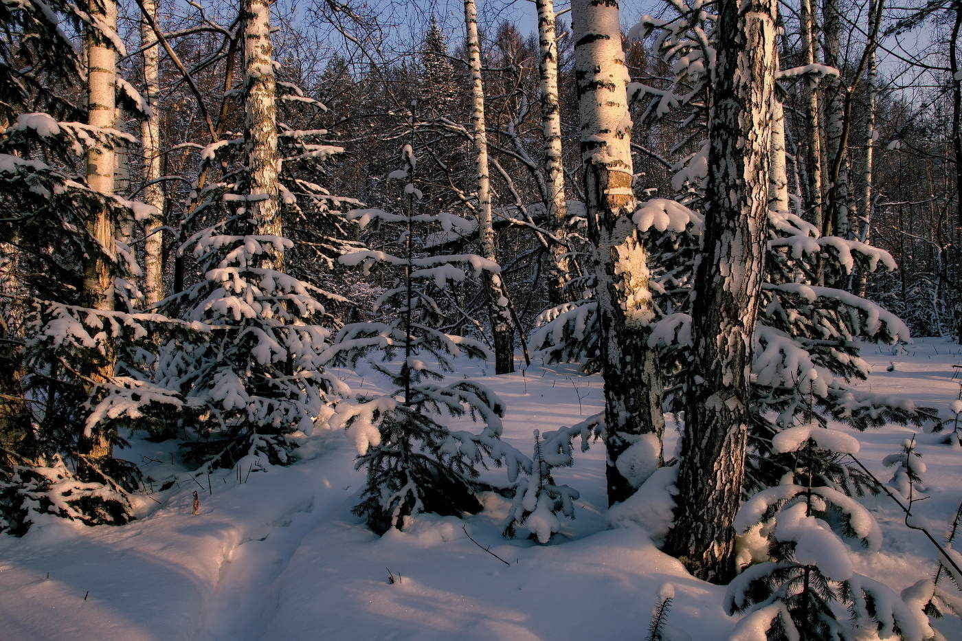 Вечер в лесу.