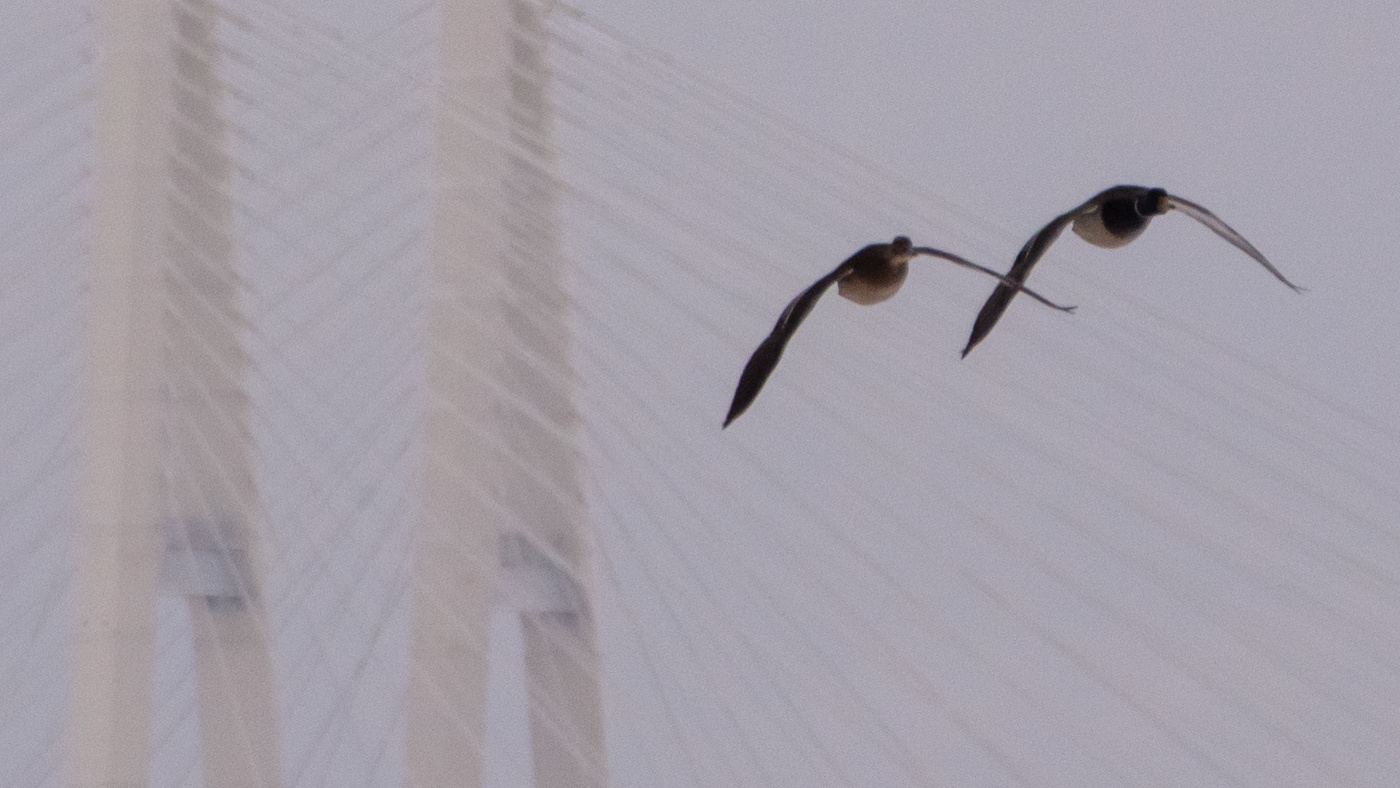 Жизнь вокруг