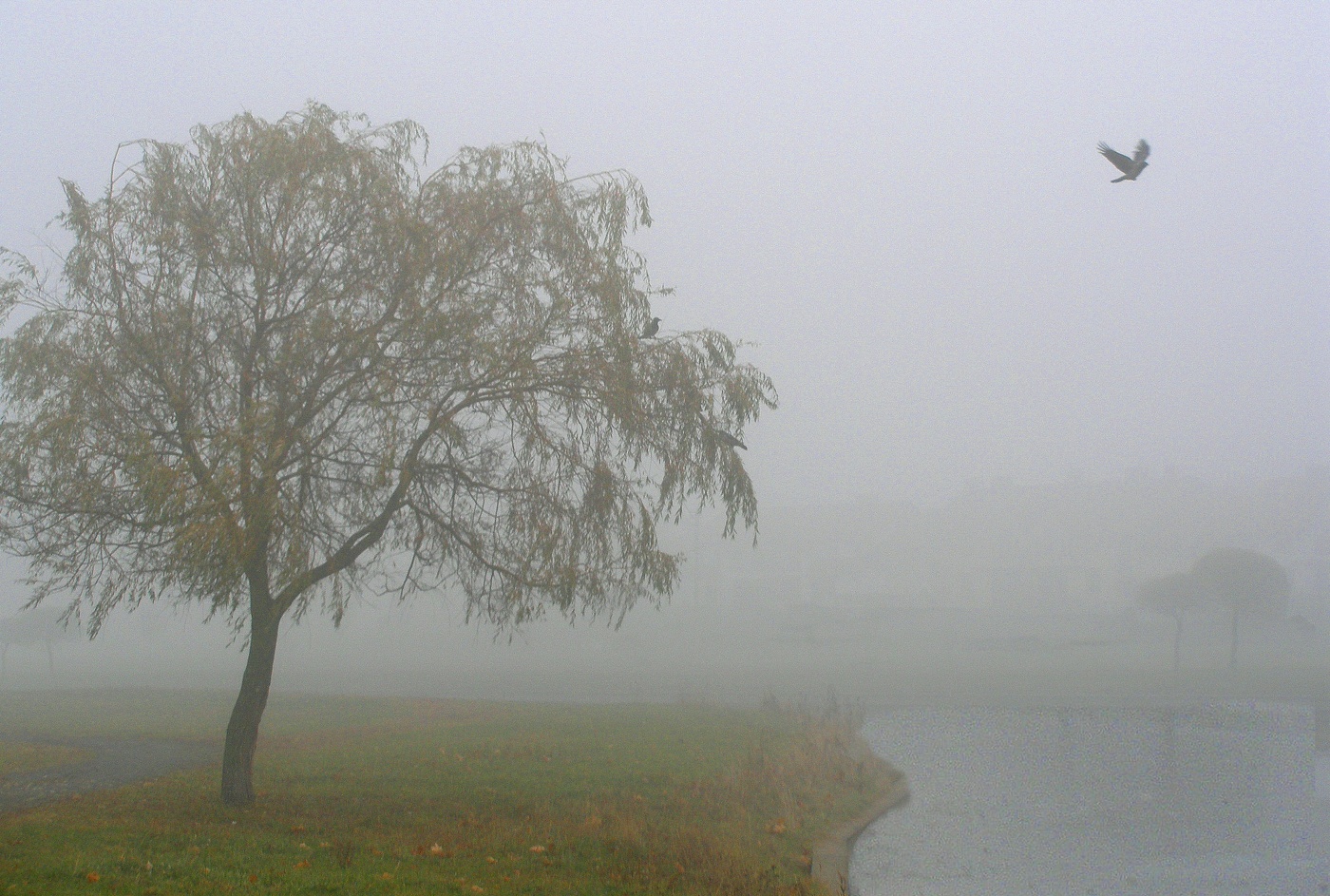 Туманная тишина...