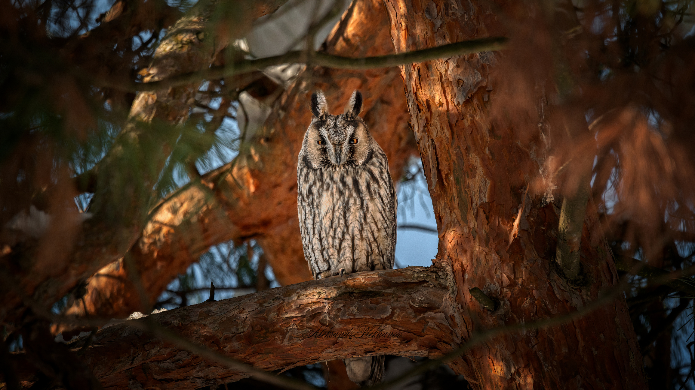 Ушастая сова