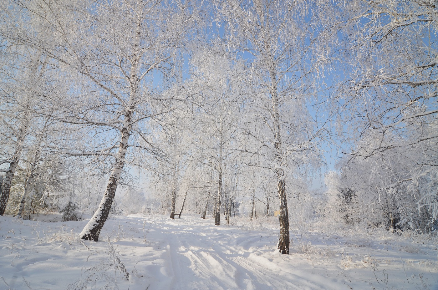 Березы, покрытые инеем.