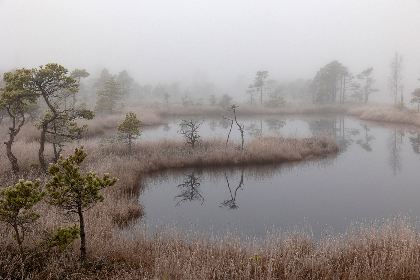 Туманное утро