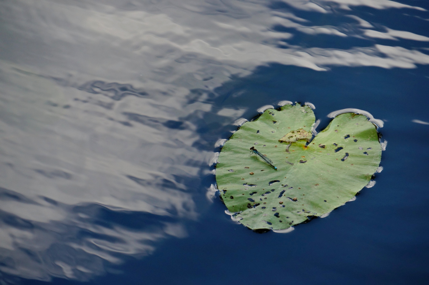 Каравелла Лета