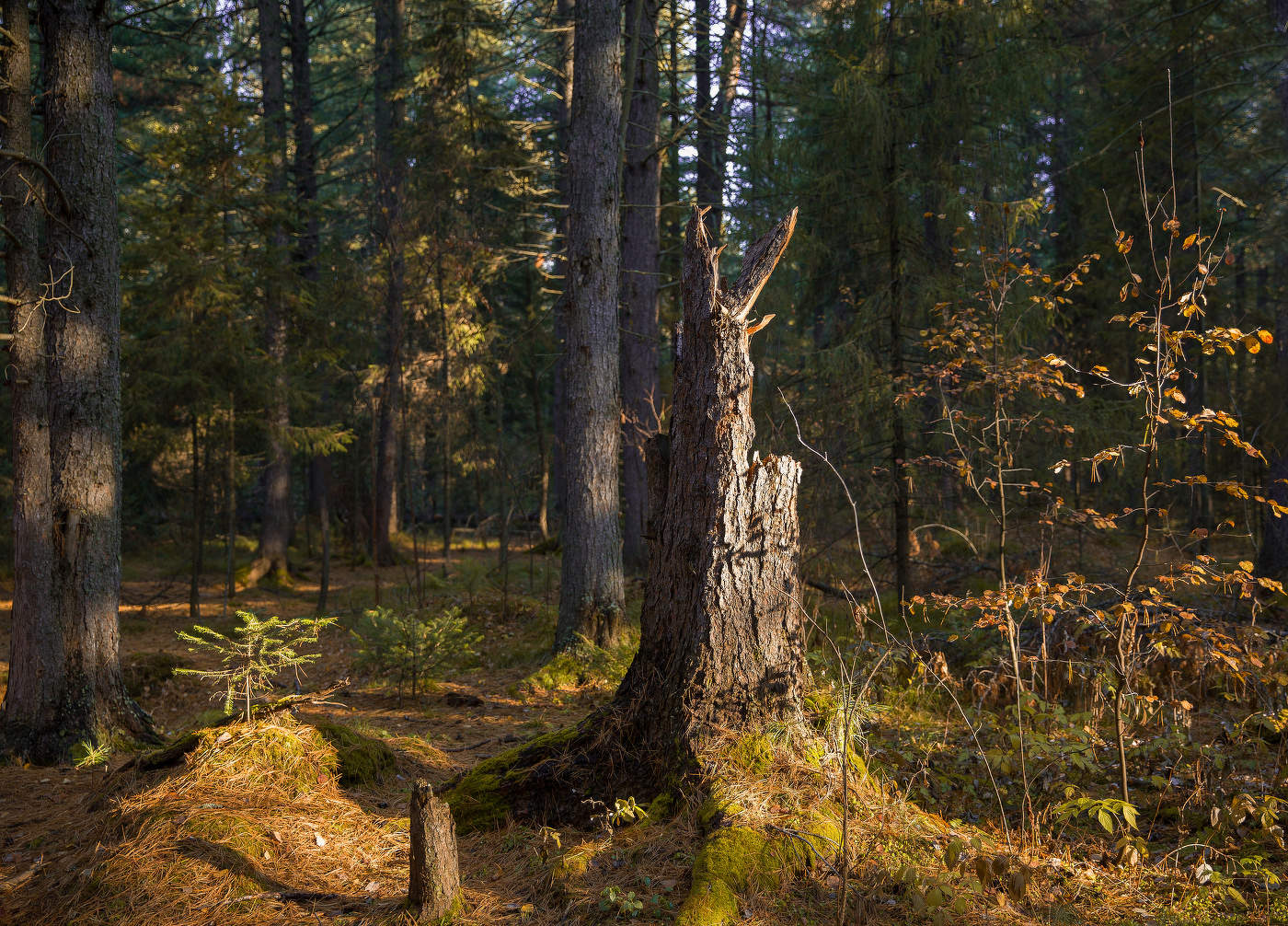 Вспоминая осень