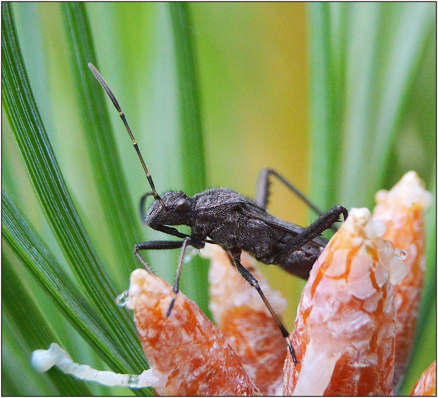 Одинокий бродяга любви ...