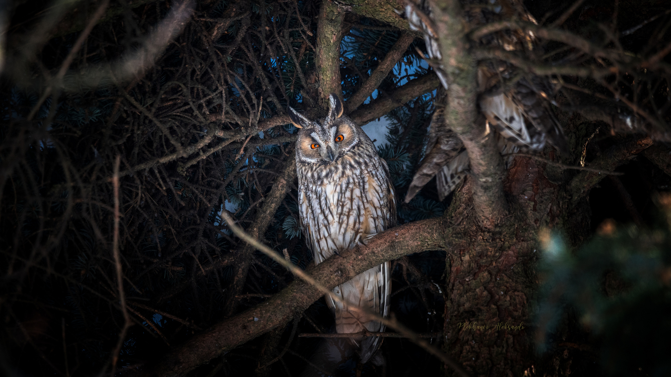 Королева сов