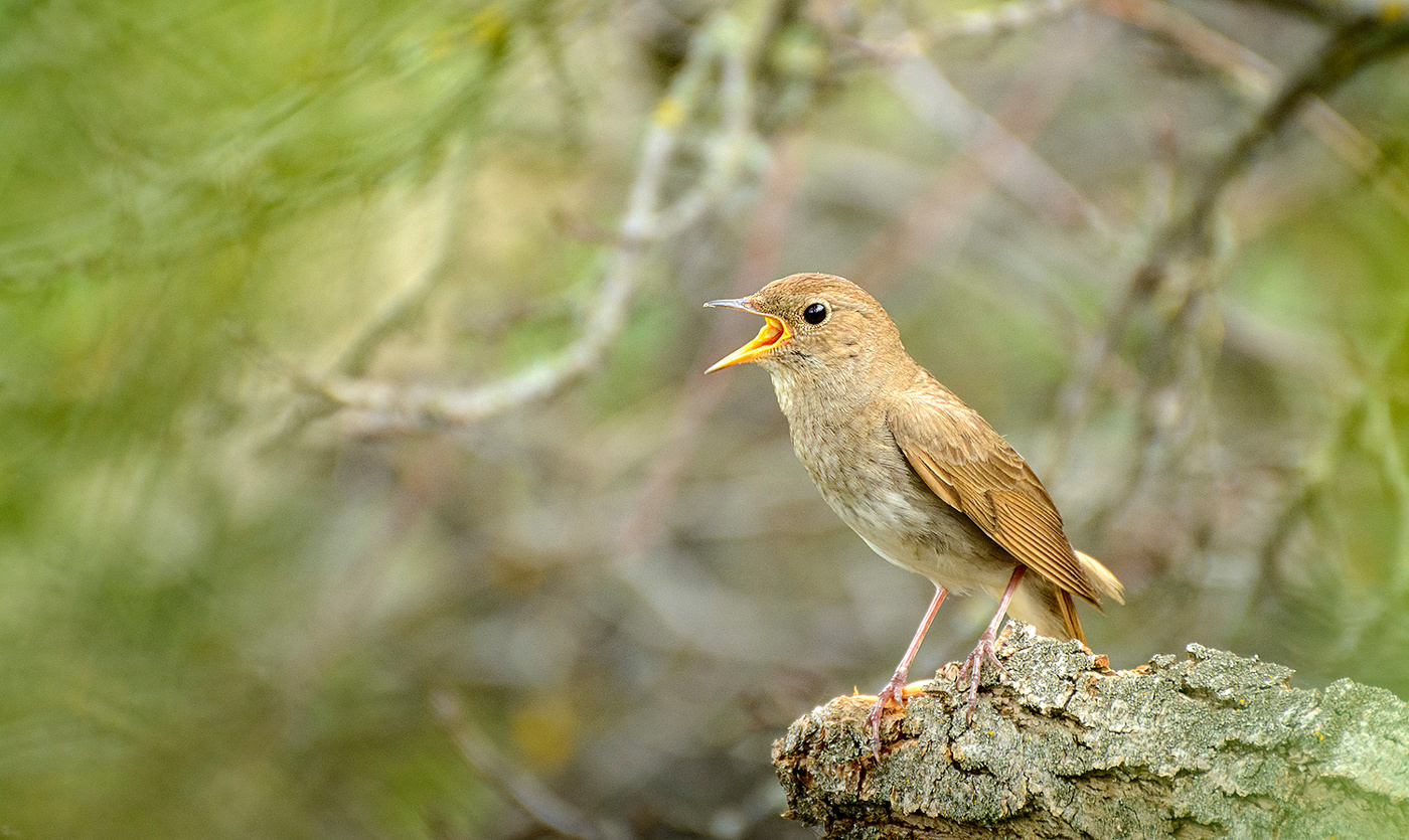 Соловьиная песня