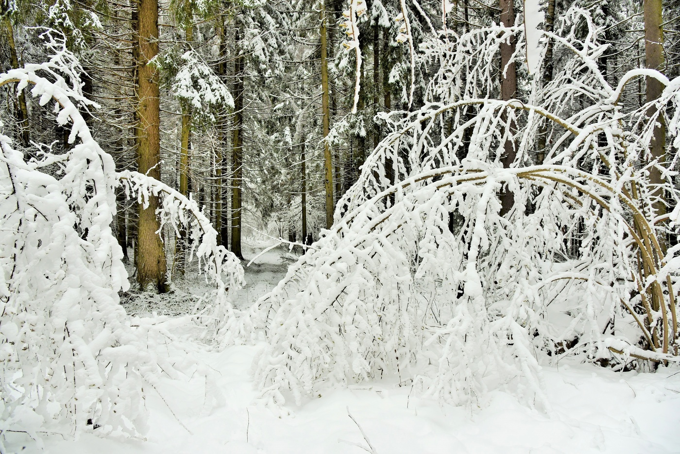 Природа замерла ...