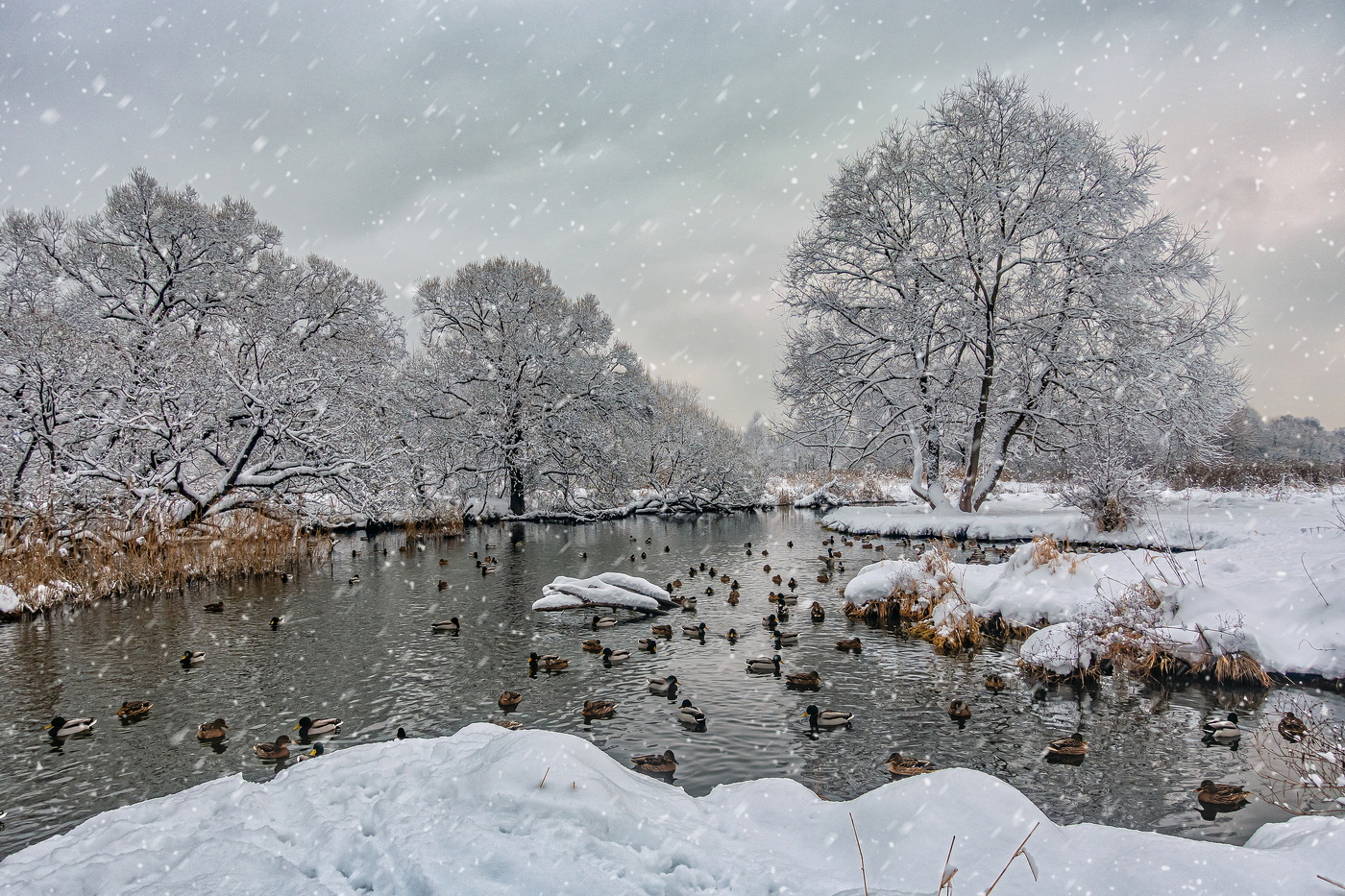 Белоснежными цветами забросала нас зима