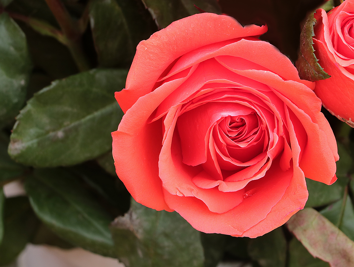 Осенние розы