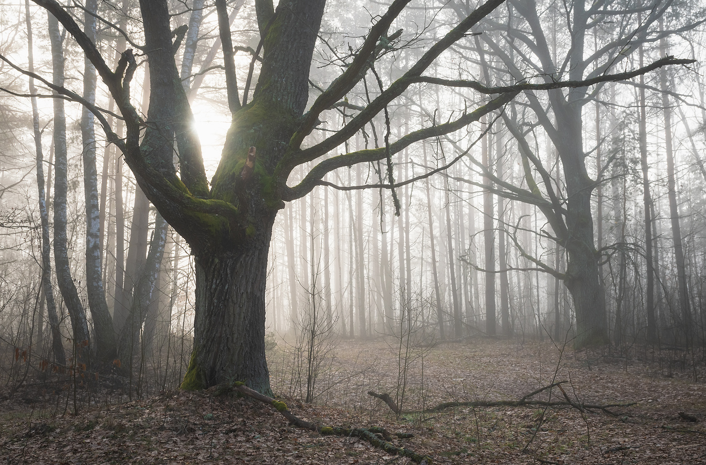 В утренней мгле