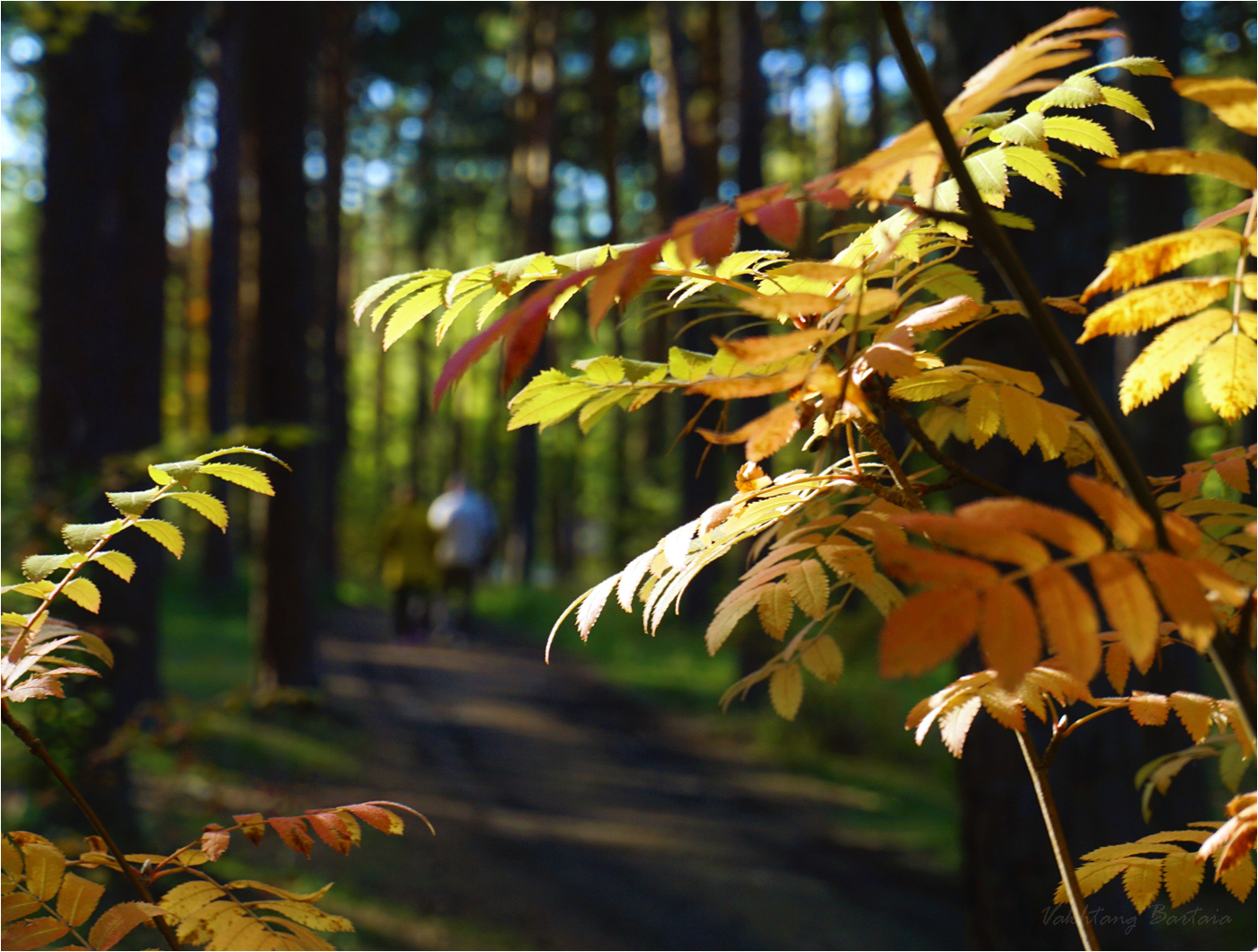 Дорогами осени