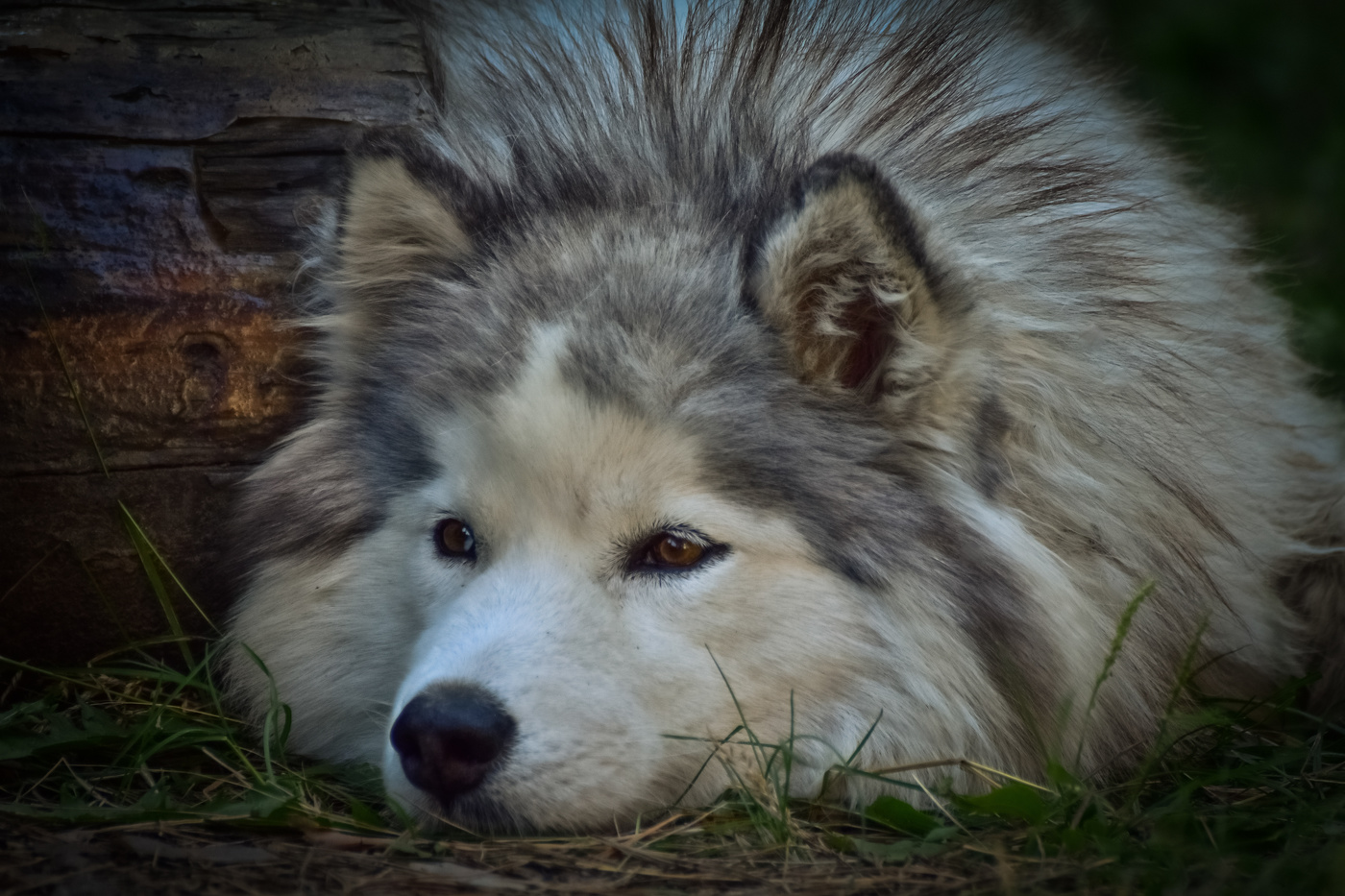 Мечтательница