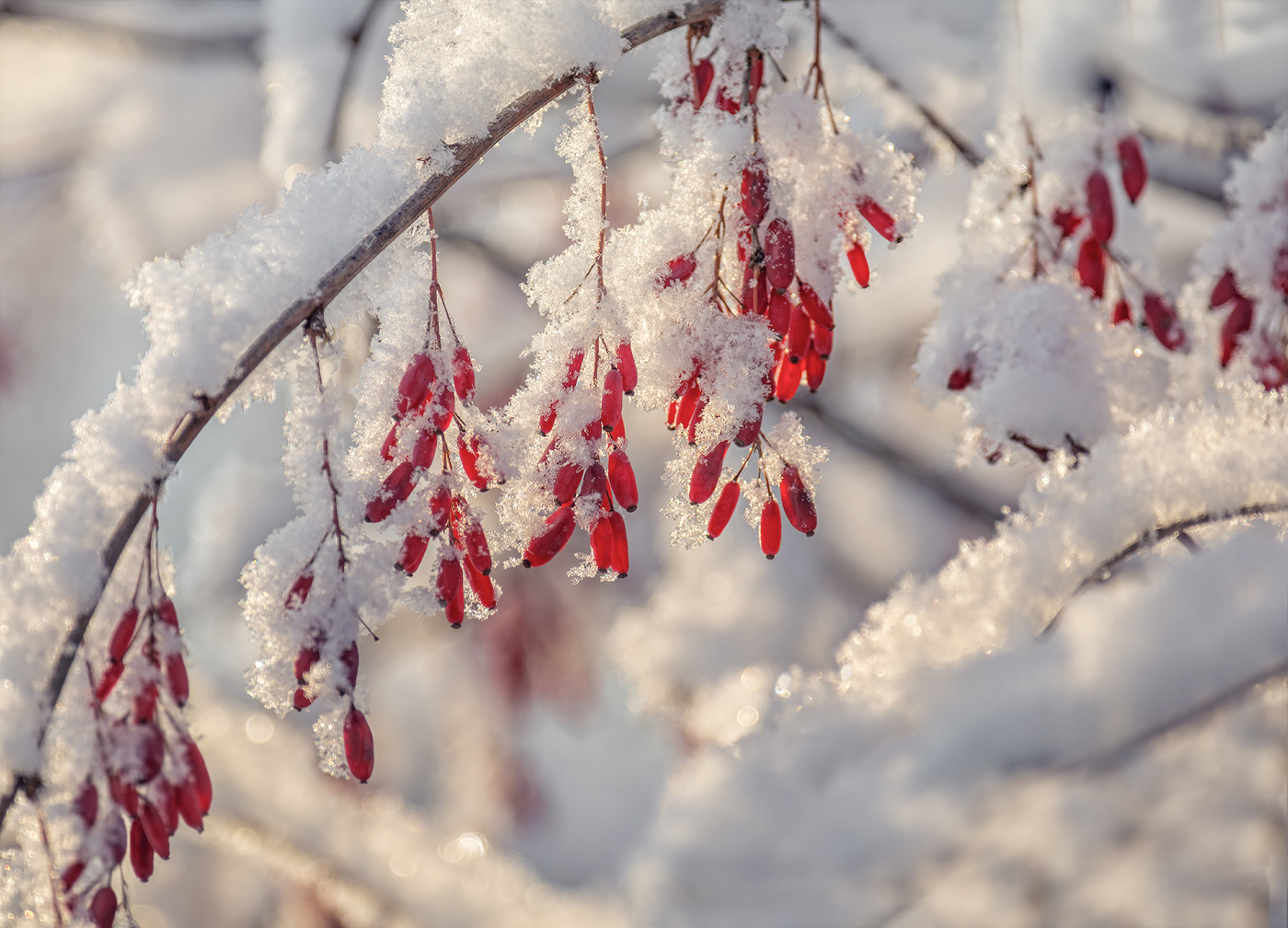 барбарис зимний