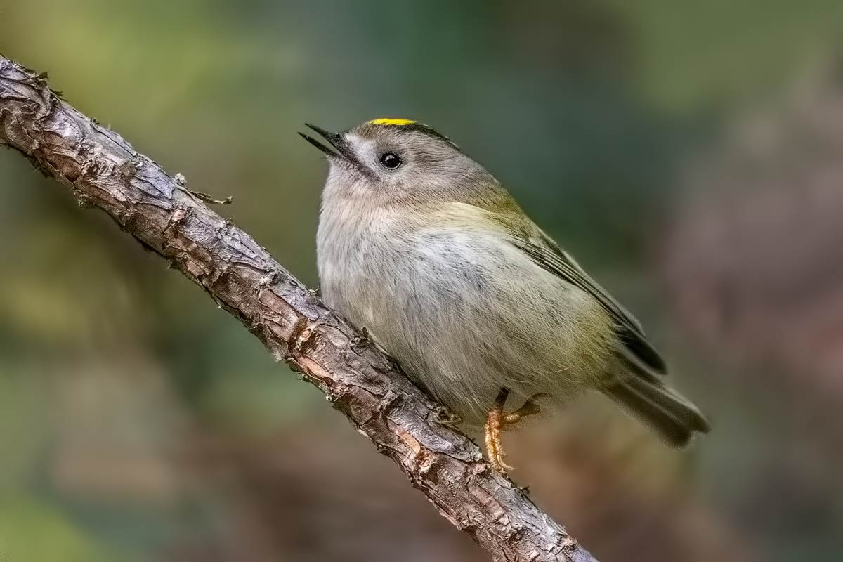 Желтоголо́вый королёк.