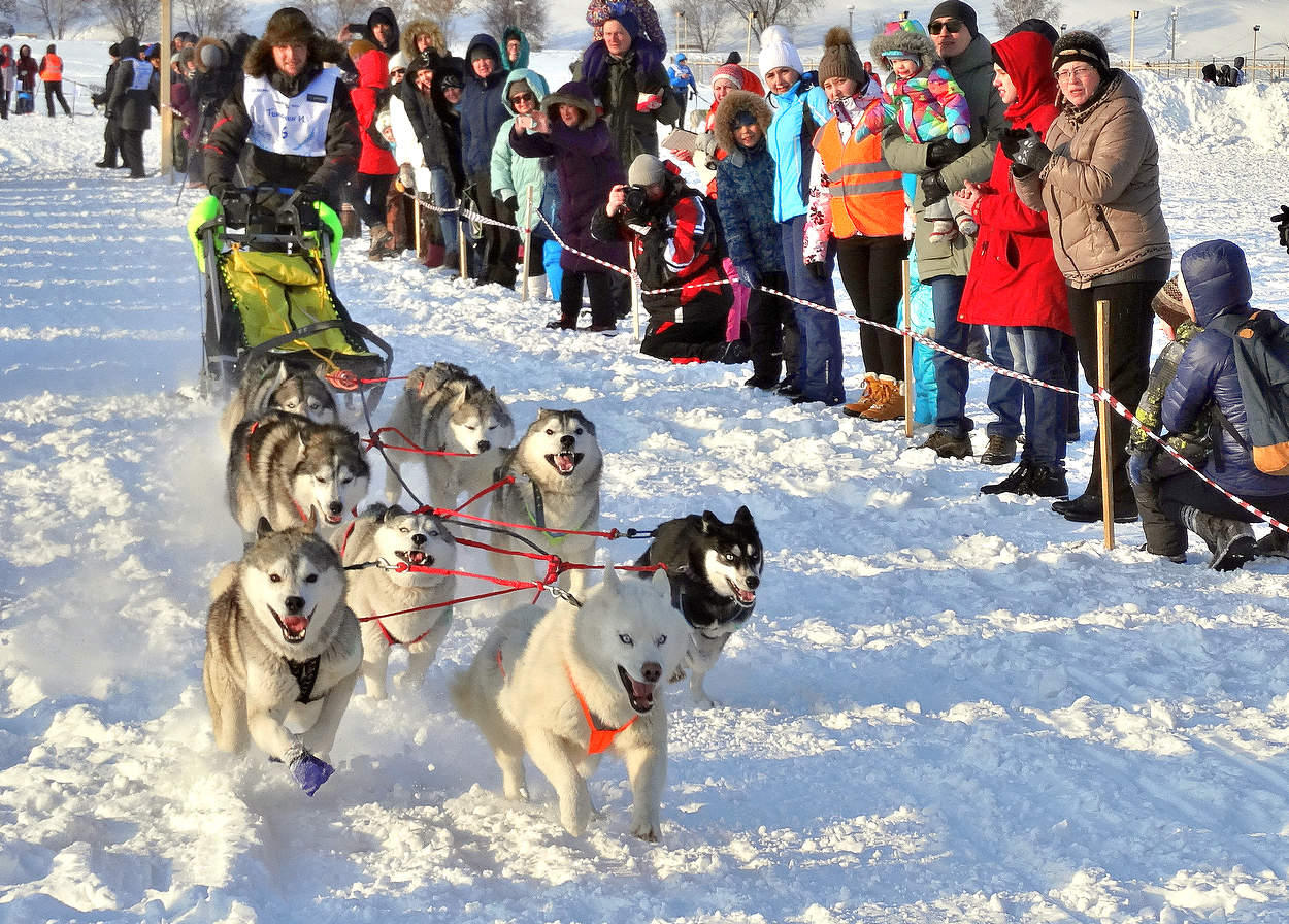 Гонки на собачьих упряжках