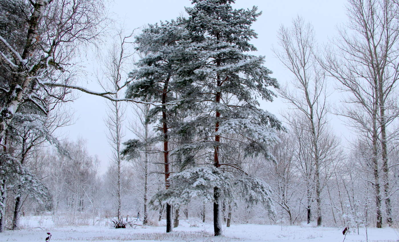 Природа зимой.